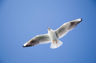 Deniz sular gökte uçan martı