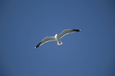 Deniz sular gökte uçan martı