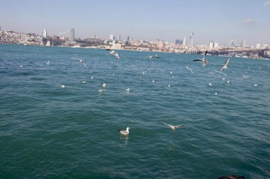 Deniz sular gökte uçan martılar