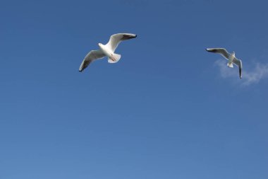 Deniz sular gökte uçan martıları çifti