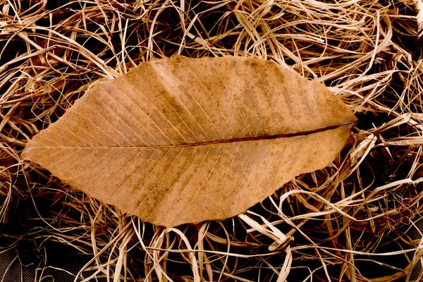 Foglia secca come autunno su fondo di paglia — Foto Stock