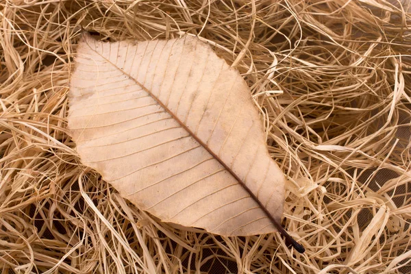 Dry leaf as an autumn on a straw background — Stock Photo, Image