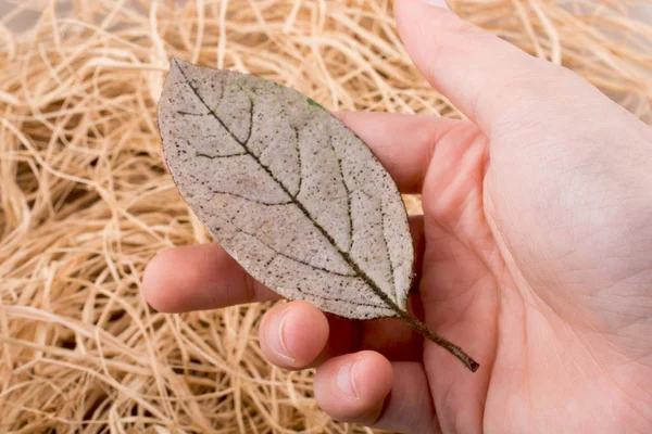 Hand holding a dry autumn leaf on a straw background — Stock Photo, Image
