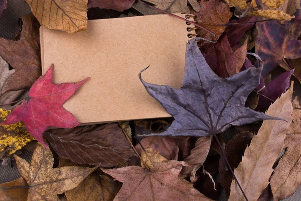 Cuaderno abierto en blanco con hojas caídas de otoño — Foto de Stock