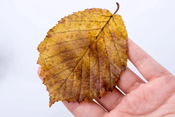 Mano sosteniendo una hoja seca de otoño sobre un fondo blanco —  Fotos de Stock