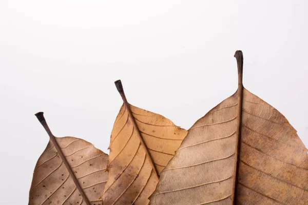 Сухе листя, розміщене на білому тлі — стокове фото