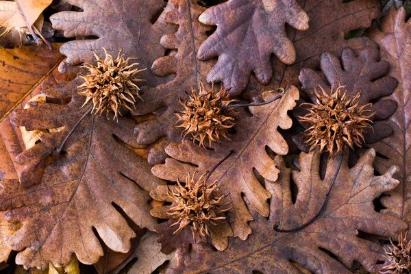 Vainas marrones, cápsulas sobre una hoja seca como fondo de otoño — Foto de Stock