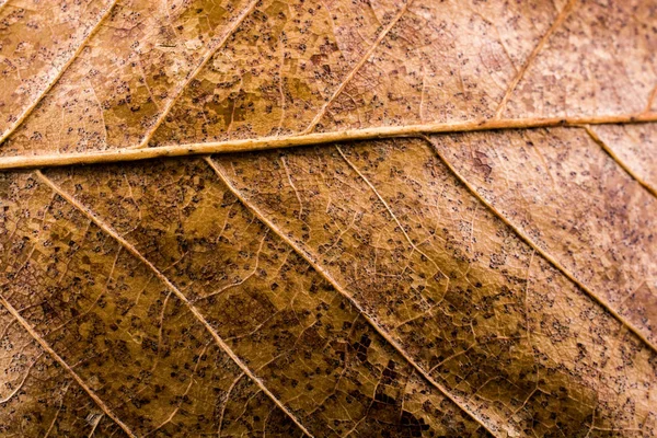 Macro vista de una hoja seca de temporada de otoño —  Fotos de Stock