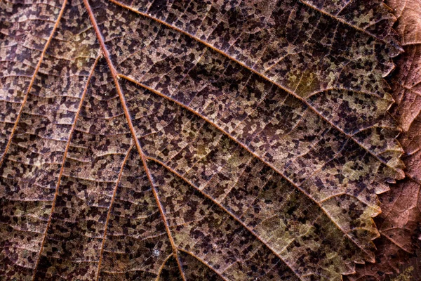 Macro vista de una hoja seca de temporada de otoño — Foto de Stock