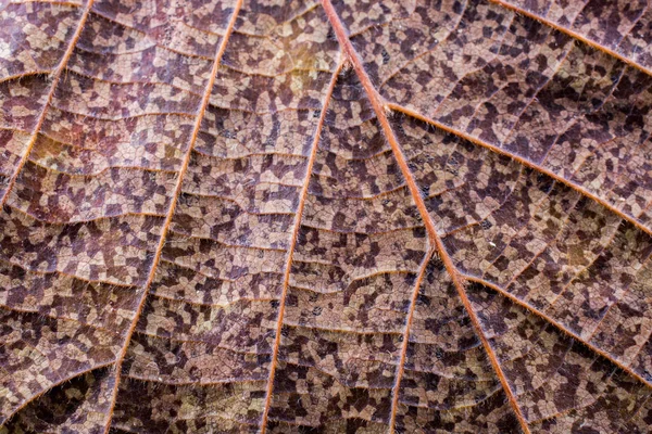 Вид макросу на сухий лист осіннього сезону — стокове фото