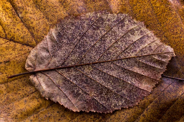 Foglia secca in sospeso su altre foglie come sfondo autunnale — Foto Stock