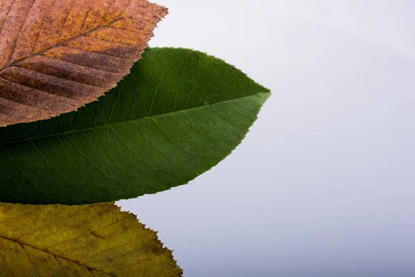 Foglie secche poste su fondo bianco — Foto Stock