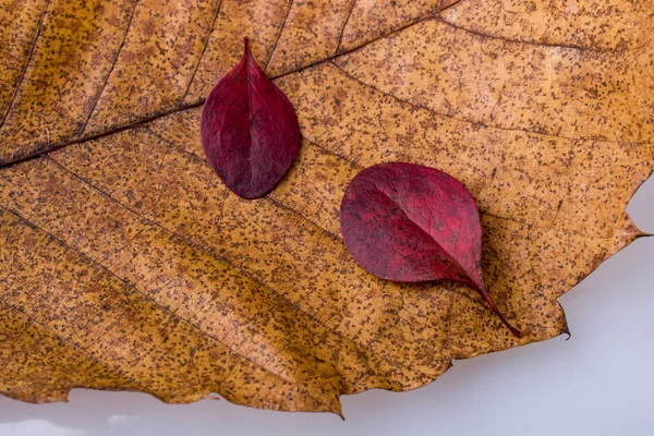干树叶上为秋天的背景 — 图库照片