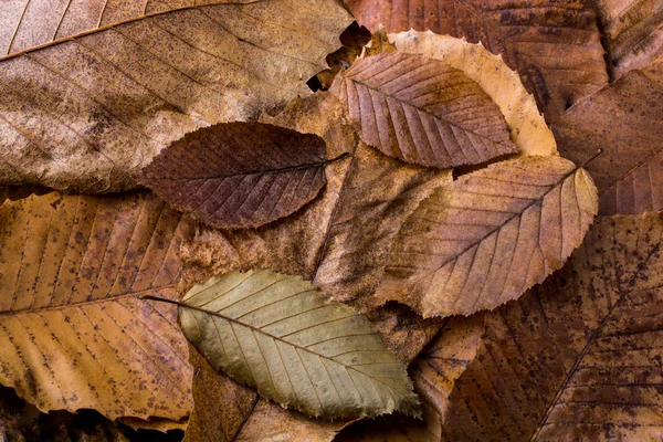 Foglie secche in sospeso su altre foglie come sfondo autunno — Foto Stock