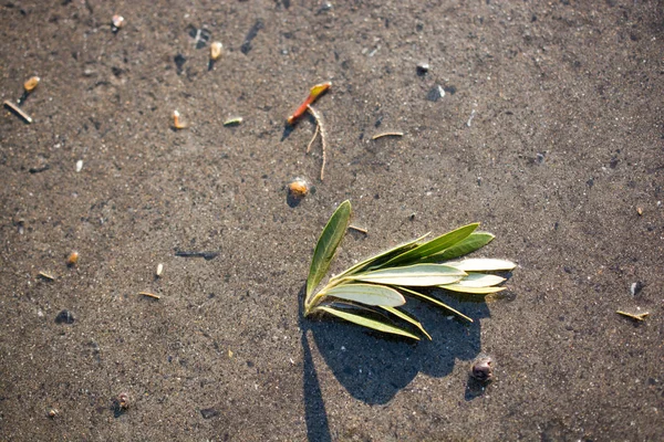 Groene bladeren op grijze stenen achtergrond — Stockfoto