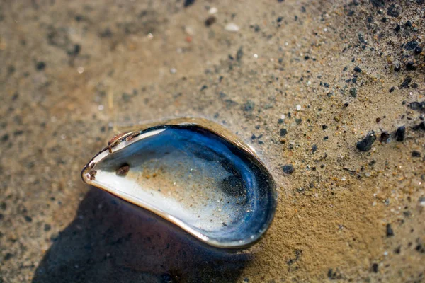 Красива черепашка, знайдена на бетонному тлі — стокове фото