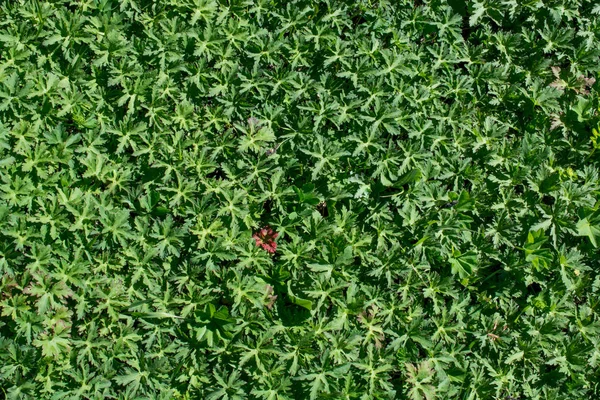 Grüne Grasstruktur als Hintergrund der Natur — Stockfoto
