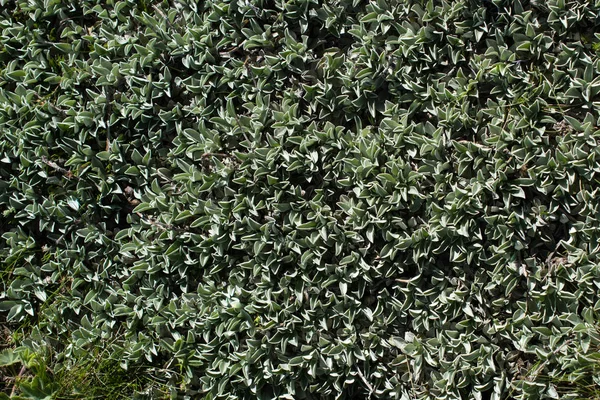 Textura de grama verde como fundo da natureza — Fotografia de Stock