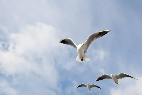 Seagulls flying in sky over the sea waters — Stock Photo, Image