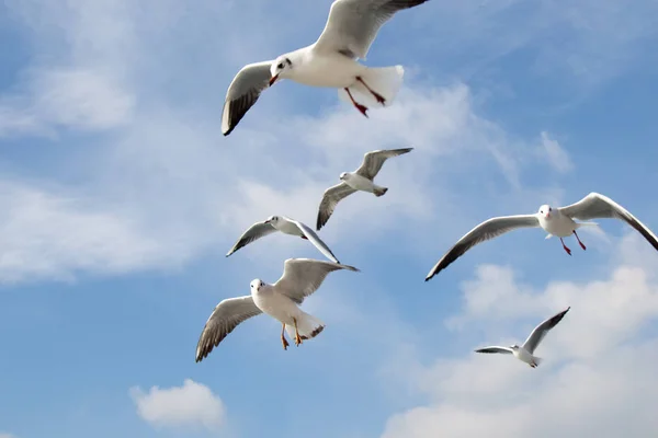 Mouettes volant dans le ciel au-dessus des eaux de la mer — Photo