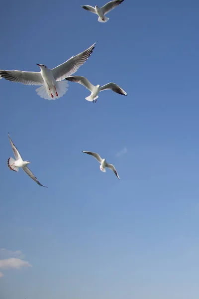 Deniz sular gökte uçan martılar — Stok fotoğraf