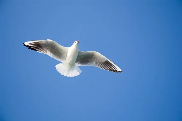 空、海の上を飛んでカモメ — ストック写真