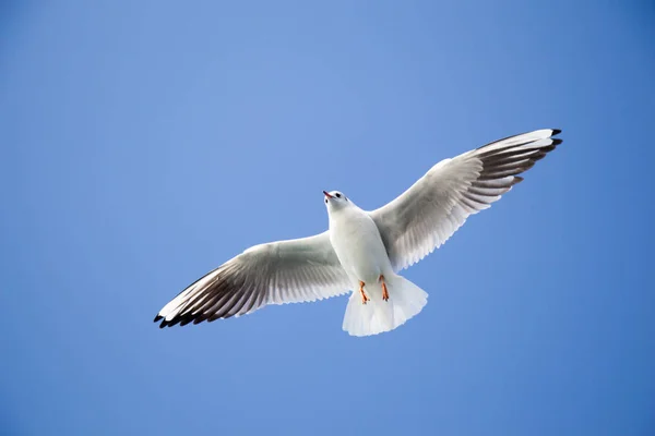 Seagull flying in sky over the sea waters — Stock Photo, Image
