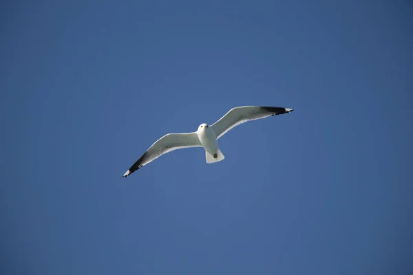 Gaivota voando no céu sobre as águas do mar — Fotografia de Stock