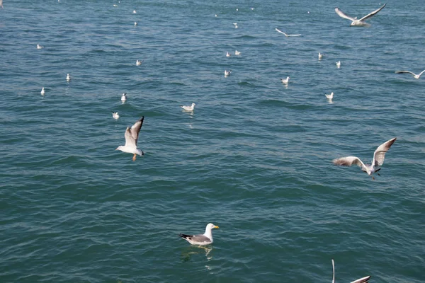 Seagulls flying in sky over the sea waters — Stock Photo, Image