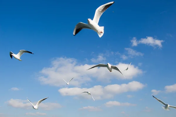 Mouettes volant dans le ciel au-dessus des eaux de la mer — Photo