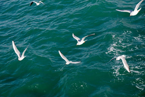 Gaviotas volando en el cielo sobre las aguas del mar — Foto de Stock