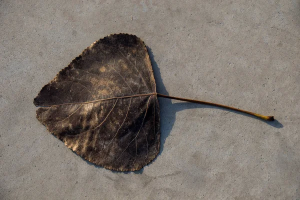 Folha seca em um fundo de pedra marrom — Fotografia de Stock