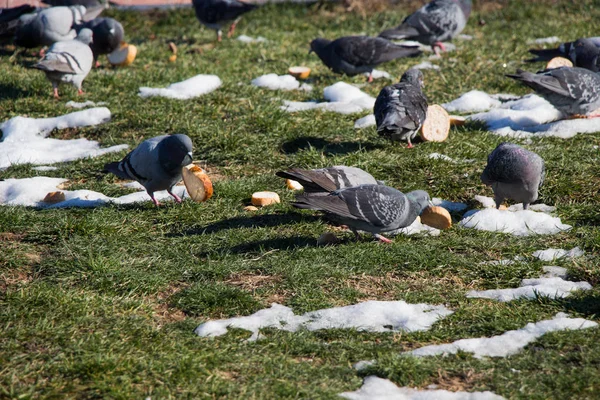 Grey pigeons live in large groups in urban environment — Stock Photo, Image