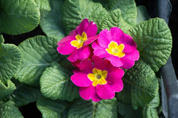 Lindas flores na natureza — Fotografia de Stock