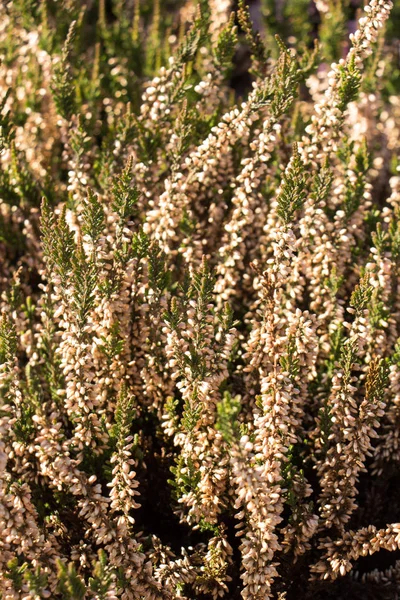 Hermosas flores en la naturaleza —  Fotos de Stock