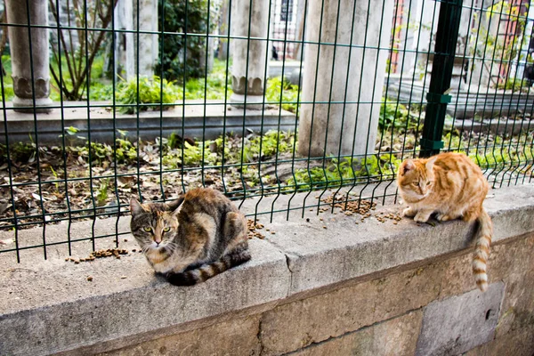 Retrato de gatos callejeros sin hogar — Foto de Stock