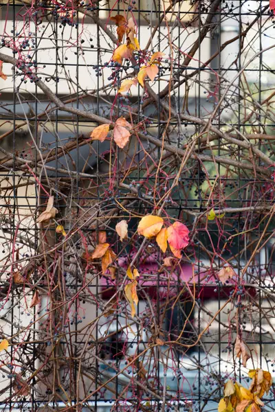 Textur Hintergrund der Herbstsaison mit ihren Elementen — Stockfoto