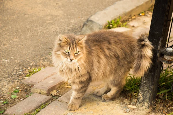 Outro retrato de um gato de rua sem-teto — Fotografia de Stock