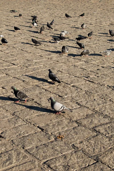 Grijze duiven leven in grote groepen in stedelijke omgeving — Stockfoto