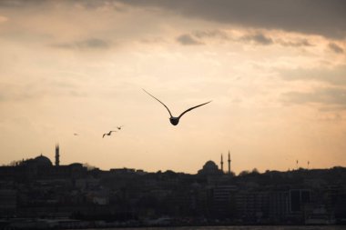 Istanbul'da gökyüzünde uçan martılar