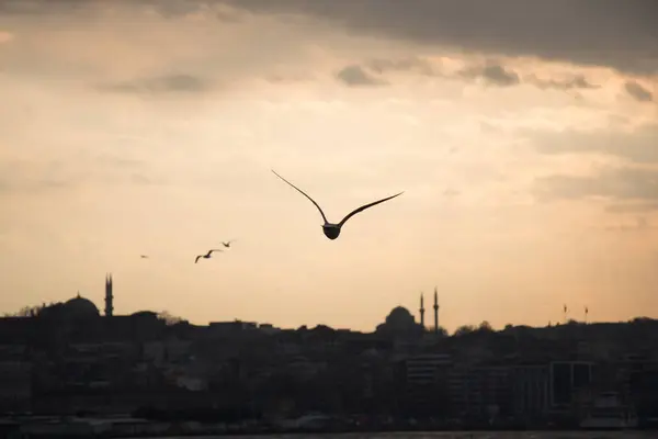 Seagulls flying in sky  in Istanbul — Stock Photo, Image