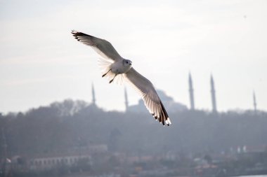 Istanbul'da gökyüzünde uçan martılar