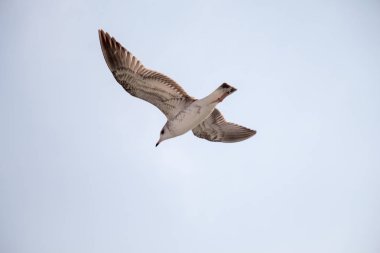 Bulutlu bir gökyüzünde uçan martı 