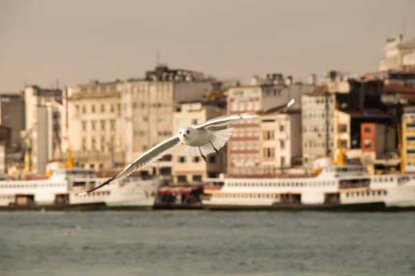 Gaivotas voando no céu em Istambul — Fotografia de Stock