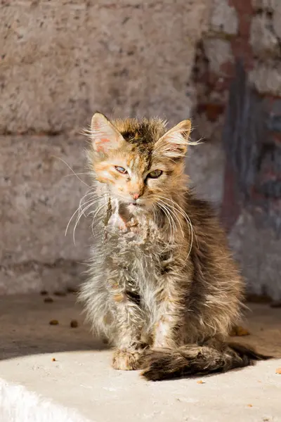Een ander portret van een dakloze straat kat — Stockfoto