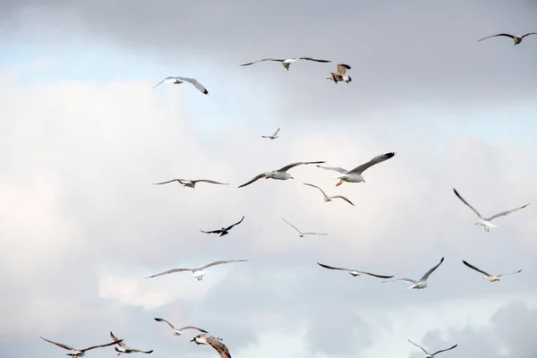 Möwen fliegen am Himmel — Stockfoto