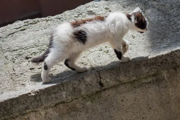 另一幅肖像的无家可归的流浪猫 — 图库照片