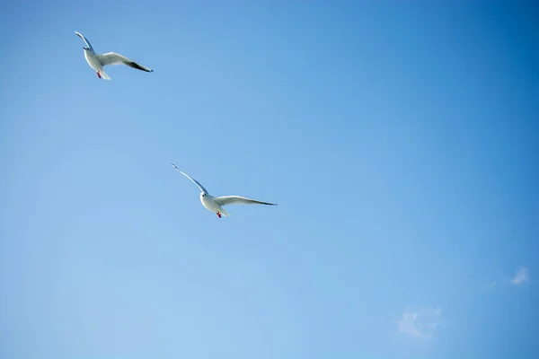 Чайки летять у небі — стокове фото