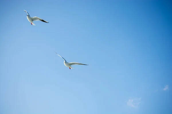 Möwen fliegen am Himmel — Stockfoto