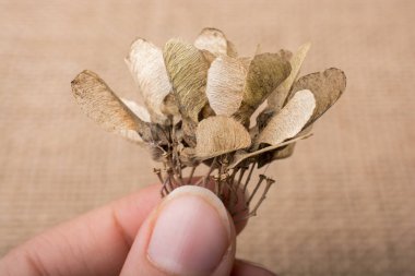 kahverengi tuval zemin üzerine kuru yaprak